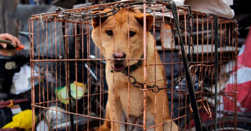 Chinese city bans the eating of cats and dogs

