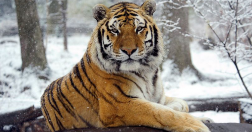 Tiger tests positive for coronavirus with six other zoo animals showing symptoms