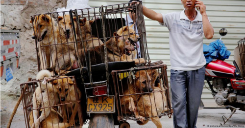 China reclassifies dogs as pets, not livestock, in wake of the coronavirus