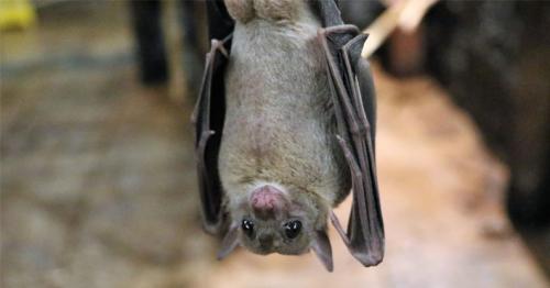Indian scientists discover new type of coronavirus in two species of fruit bat
