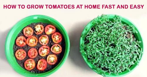 How to Grow Tomatoes At Home