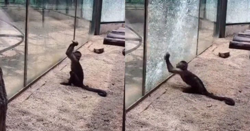 Monkey Sharpens Rock and Uses It To Smash Through Glass Enclosure At Zoo