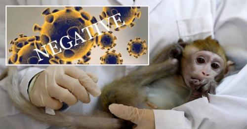 6 monkeys tested with Covid-19 vaccine did not catch virus after heavy exposure, raising hopes for a human vaccine