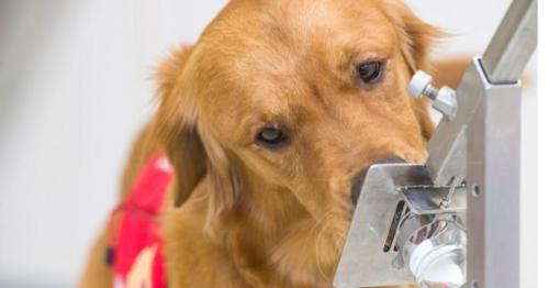 Coronavirus: Trial begins to see if dogs can 'sniff out' virus