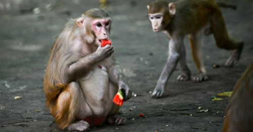 Monkeys develop virus immunity after infection, vaccine: studies