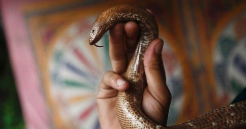 Man murders wife with cobra after first failing to kill her with viper