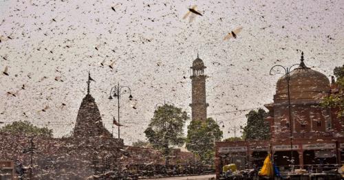 Worst attack in 27 years: Swarms of locusts destroy crops in India 