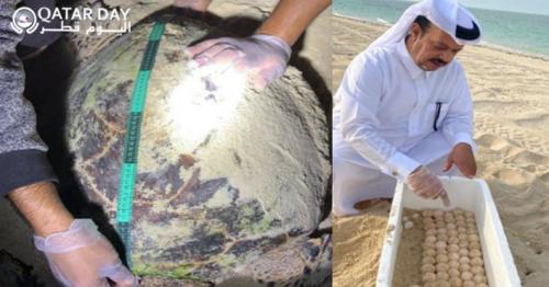112 Nests Are Registered in Turtle Conservation Project on Fuwairit Beach