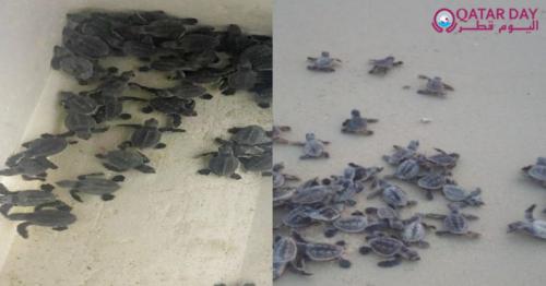 The first hatching of hawksbill turtle in Fuwairet Beach recorded