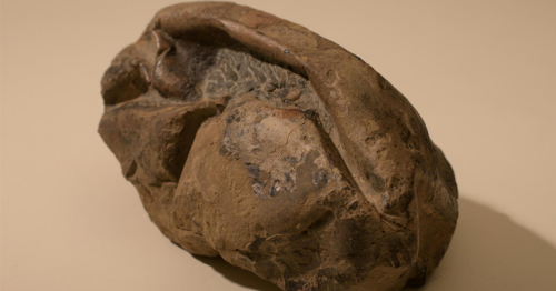 Antarctica's 'deflated football' fossil is world's second-biggest egg