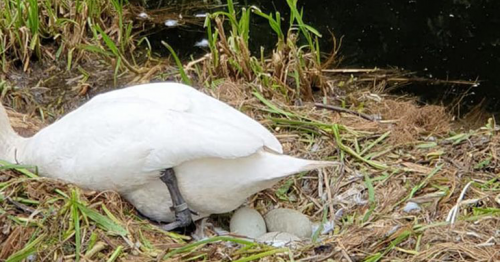 Swan dies of 'heartbreak' after youngsters destroy her nest and cygnets die