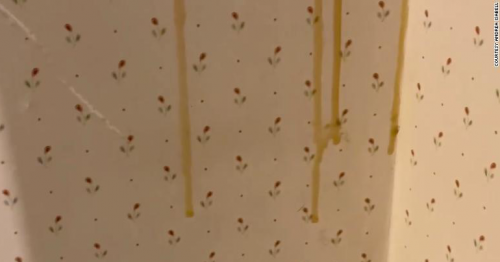 Couple finds out they're living with thousands of bees after fresh honey drips down their walls