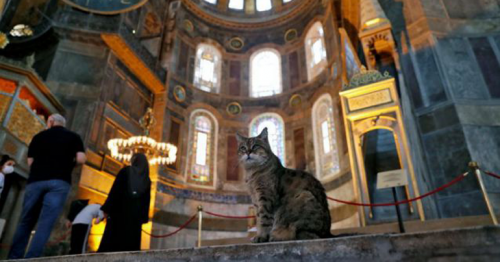 Gli the cat can stay even as Istanbul's Hagia Sophia changes