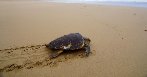 Turtle released to sea after months recovering