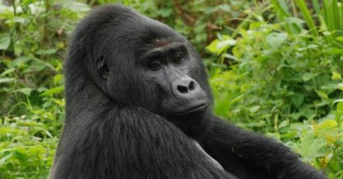 Killer of rare gorilla Rafiki jailed for 11 years