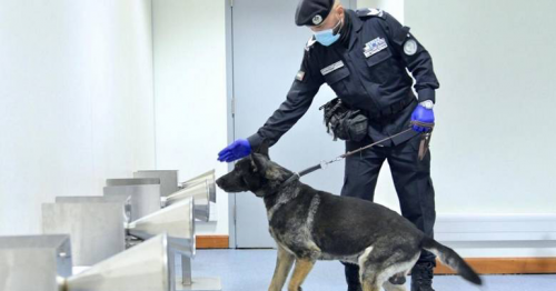 Video: UAE using police dogs to detect coronavirus in seconds