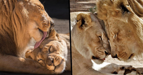 Elderly Lion Couple Put To Sleep At Same Time So Neither Has To Live Alone