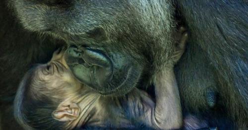 Baby gorilla born at Bristol Zoo