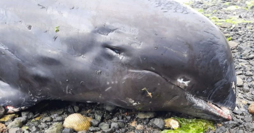 Dead dolphins on Mauritius shore after oil spill