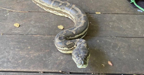 Australia: Snakes crash through roof of house