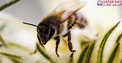 Honeybee venom kills breast cancer cells