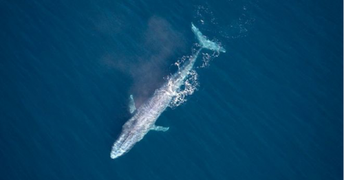 Blue whale 'is third seen off Sydney in 100 years'