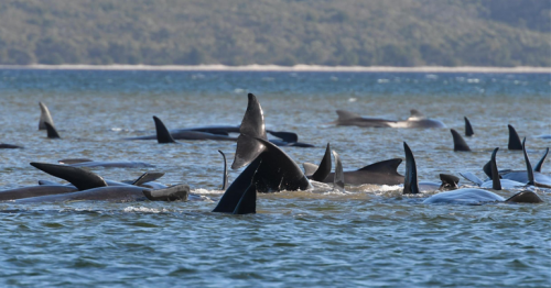Ninety of 270 whales die in mass stranding