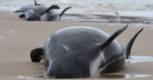 Pilot whales Tasmania: Almost 400 die in Australia's worst stranding