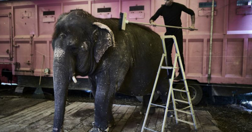 France announces 'gradual' ban on wild animals in circuses