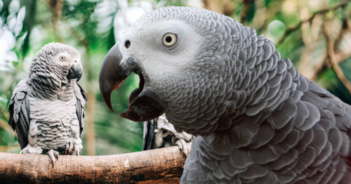 Parrots removed from wildlife park after swearing at visitors