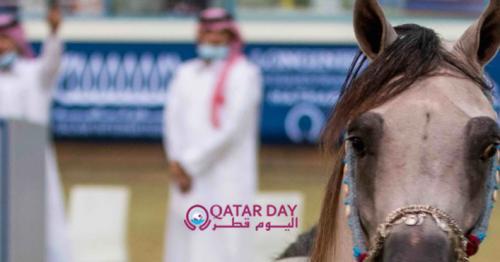 Horses from Qatar Foundation’s Al Shaqab hit the auction block