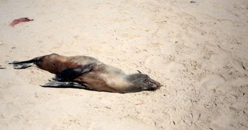 More than 7,000 dead seals found along Namibian beach: conservation group