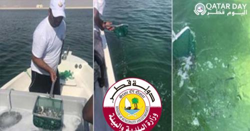 115,000 Baby Finned Back Seabraem Released in Qatari Waters