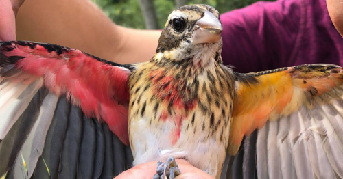 Scientists have found a rare half-male, half-female songbird