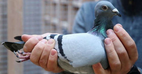 New Kim: Racing pigeon from Belgium sold for record €1.6m