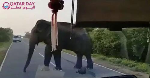 Viral Video: Elephant Steals Bananas From Truck On Highway