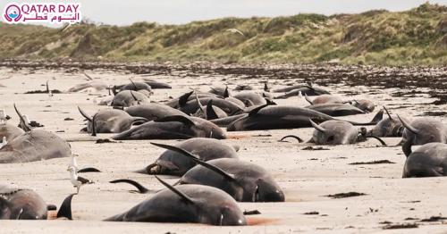 Nearly 100 whales die after mass stranding in New Zealand