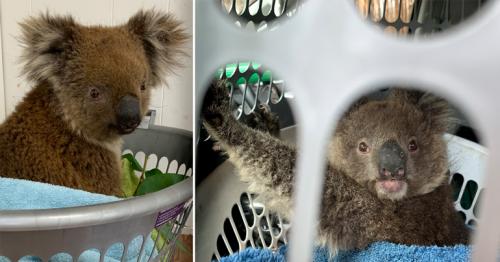 Australia's Bushfires Killed Or Harmed More Than 60,000 Koalas