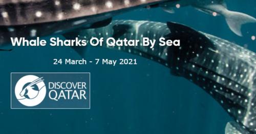 Discover Qatar Launches First-ever Expedition Cruise — 'Whale Sharks of Qatar'