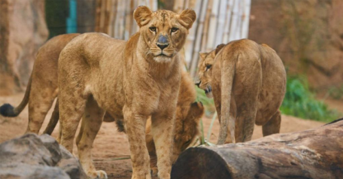 Four lions test positive for Covid-19 at Barcelona Zoo