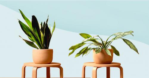 5 Easy And Efficient Plant Care Tips