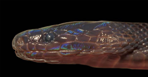 Iridescent snake with shimmering scales discovered in Vietnam 