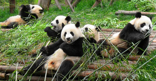 Qatar to get Arab world's first Panda habitat and 18 new parks