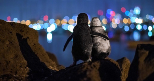 Widowed penguins hug in award-winning photo