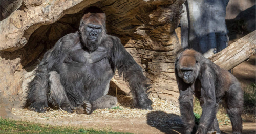 At least two gorillas at San Diego Zoo test positive for Covid-19
