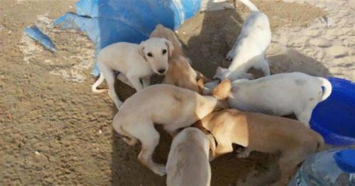 MME setting up specialized team to deal with stray dogs