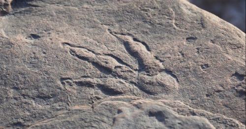 Dinosaur footprint found by girl, four, on Barry beach