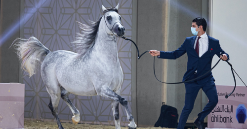 Magnificent Horses Auctioned off at Katara Purebred Arabian Horses Qualifiers Auction