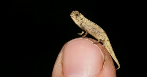 'Smallest reptile on earth' discovered in Madagascar