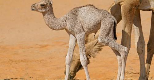 UAE: Man arrested for stealing camel as gift for girlfriend